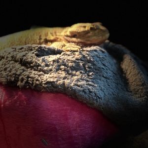 Meet your Posher, Daniel